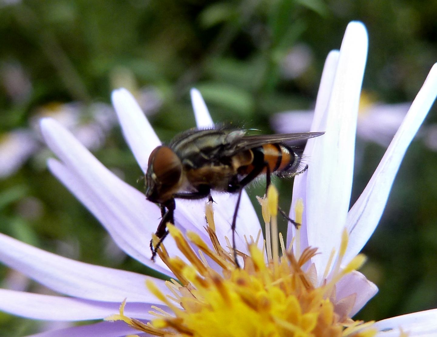 Maschio di Stomorhina lunata
